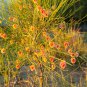 Sand Calligonum Tree Semente Plant Desert Calligonum Mongolicum 100 PCS Seeds