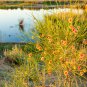 Sand Calligonum Tree Semente Plant Desert Calligonum Mongolicum 100 PCS Seeds