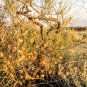 Sand Calligonum Tree Semente Plant Desert Calligonum Mongolicum 100 PCS Seeds