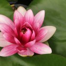 Shy Girl Pink Water Lily Nymphaea Flower 1 PCS Seeds Shy Girl Pink Water Lily Nymphaea Flower 1 PCS Seeds