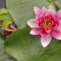 Shy Girl Pink Water Lily Nymphaea Flower 1 PCS Seeds