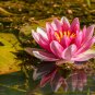 Shy Girl Pink Water Lily Nymphaea Flower 1 PCS Seeds