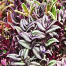 Sacred Japanese Zebrina pendula Schnizl 100 PCS Seeds