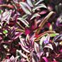 Sacred Japanese Zebrina pendula Schnizl 100 PCS Seeds