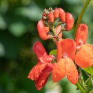 Runner Bean 'Scarlet' Phaseolus coccineus Flower 15 PCS Seeds Runner Bean 'Scarlet' Phaseolus coccineus Flower 15 PCS Seeds