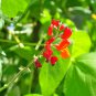 Runner Bean 'Scarlet' Phaseolus coccineus Flower 15 PCS Seeds