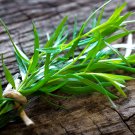 Russian Tarragon 10 PCS Seeds