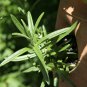 Russian Tarragon 10 PCS Seeds
