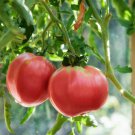 Russia Pink Giant Tomato 10 PCS Seeds Russia Pink Giant Tomato 10 PCS Seeds