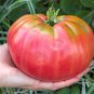 Russia Pink Giant Tomato 10 PCS Seeds