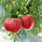 Russia Pink Giant Tomato 10 PCS Seeds