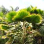 Ruffled Fan Palm 100 PCS Seeds
