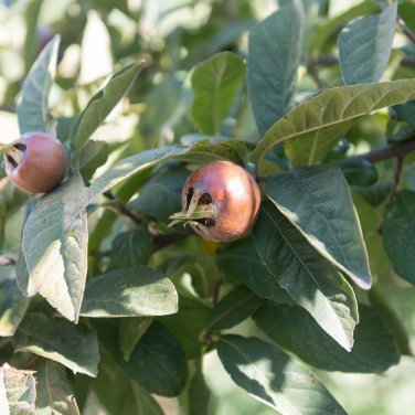 Showy Medlar Mespilus Germanica 100 PCS Seeds