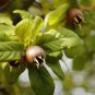 Showy Medlar Mespilus Germanica 100 PCS Seeds