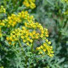 Rue Lithuanian Flowers can Drive Flies Vanilla Flowers Courtyard 10 PCS Seeds