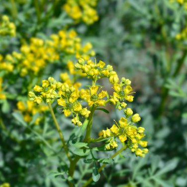 Rue Lithuanian Flowers can Drive Flies Vanilla Flowers Courtyard 10 PCS Seeds