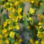 Rue Lithuanian Flowers can Drive Flies Vanilla Flowers Courtyard 10 PCS Seeds