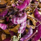 Ruby Moon Red Hyacinth Bean 8 PCS Seeds Ruby Moon Red Hyacinth Bean 8 PCS Seeds