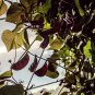 Ruby Moon Red Hyacinth Bean 8 PCS Seeds