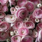 Rouge Ranunculus Flower Indoor Bonsai Plant 100 PCS Seeds