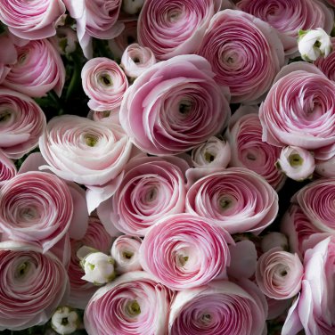 Rouge Ranunculus Flower Indoor Bonsai Plant 100 PCS Seeds