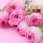 Rouge Ranunculus Flower Indoor Bonsai Plant 100 PCS Seeds