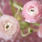 Rouge Ranunculus Flower Indoor Bonsai Plant 100 PCS Seeds
