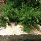 Rosemary Rosmarinus officinalis Herbs 5 PCS Seeds Rosemary Rosmarinus officinalis Herbs 5 PCS Seeds