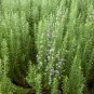 Rosemary Rosmarinus officinalis Herbs 5 PCS Seeds