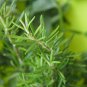 Rosemary Rosmarinus officinalis Herbs 5 PCS Seeds