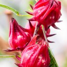 Roselle semillas Flower Plant Sementes 50 PCS Seeds Roselle semillas Flower Plant Sementes 50 PCS Seeds