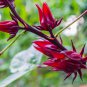 Roselle semillas Flower Plant Sementes 50 PCS Seeds