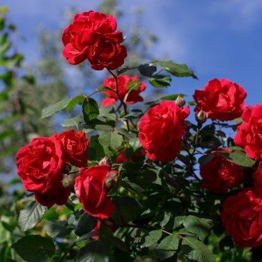 Rose Tree Rose-red Perenial Flower 50 PCS Seeds