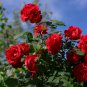 Rose Tree Rose-red Perenial Flower 50 PCS Seeds