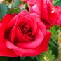Rose Tree Rose-red Perenial Flower 50 PCS Seeds