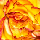 Rose Red Yellow Rose Plant 50 PCS Seeds Rose Red Yellow Rose Plant 50 PCS Seeds