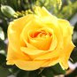 Rose Red Yellow Rose Plant 50 PCS Seeds