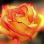 Rose Red Yellow Rose Plant 50 PCS Seeds