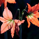 Rose Red Pink Bi-color Amaryllis 100 PCS Seeds Rose Red Pink Bi-color Amaryllis 100 PCS Seeds