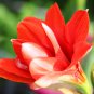 Rose Red Pink Bi-color Amaryllis 100 PCS Seeds
