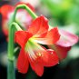 Rose Red Pink Bi-color Amaryllis 100 PCS Seeds