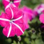 Rose Red Garden Petunia with White Stripe Annual Flower 50 PCS Seeds