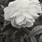 Rose Purely White European Flower 50 PCS Seeds Rose Purely White European Flower 50 PCS Seeds