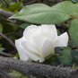 Rose Purely White European Flower 50 PCS Seeds