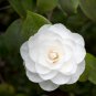 Rose Purely White European Flower 50 PCS Seeds
