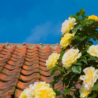 Rose Orangish Yellow Climbing Tree Plant 50 PCS Seeds
