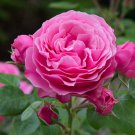 Rose Pink Peony Shrub Flowers 5 PCS Seeds Rose Pink Peony Shrub Flowers 5 PCS Seeds