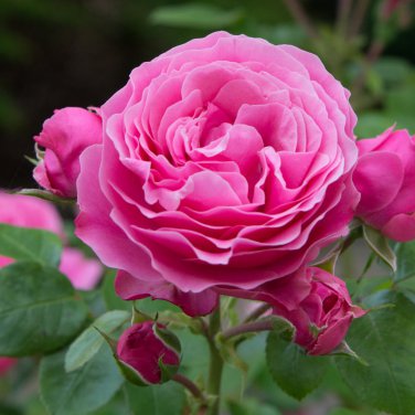 Rose Pink Peony Shrub Flowers 5 PCS Seeds