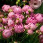Rose Pink Peony Shrub Flowers 5 PCS Seeds