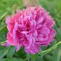 Rose Pink Peony Shrub Flowers 5 PCS Seeds
